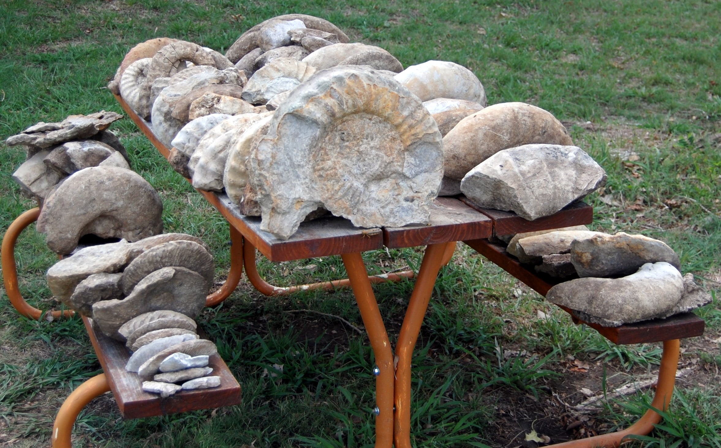 20 Years Of Texas Ammonites - Member Collections - The Fossil Forum