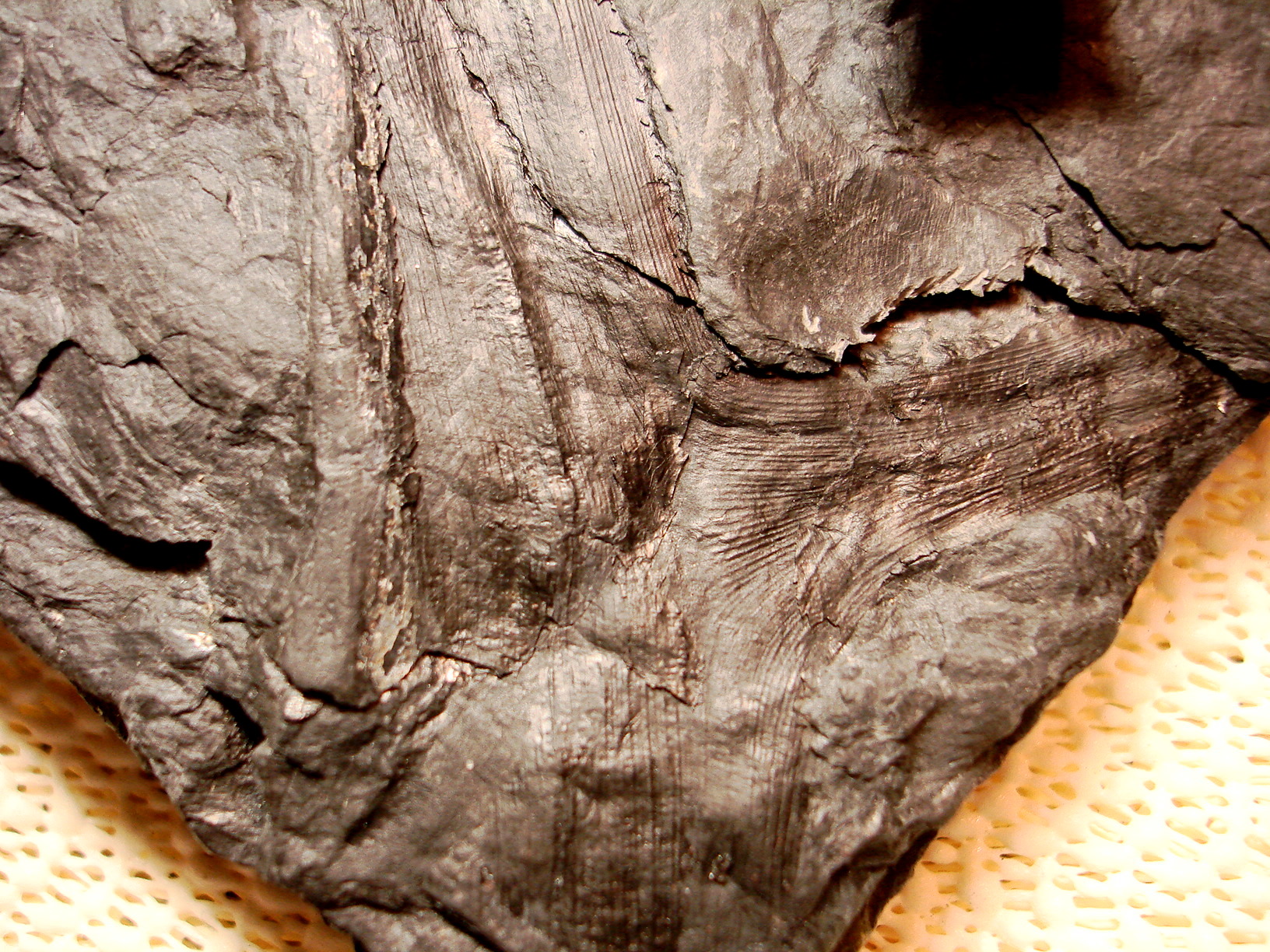 Carboniferous Plants - Fossil ID - The Fossil Forum