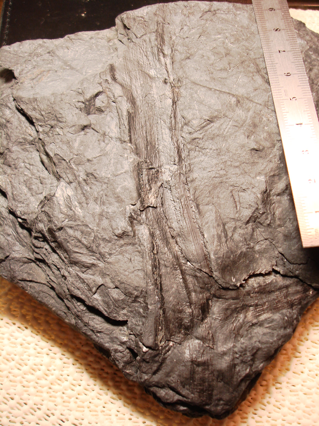 Carboniferous Plants - Fossil ID - The Fossil Forum