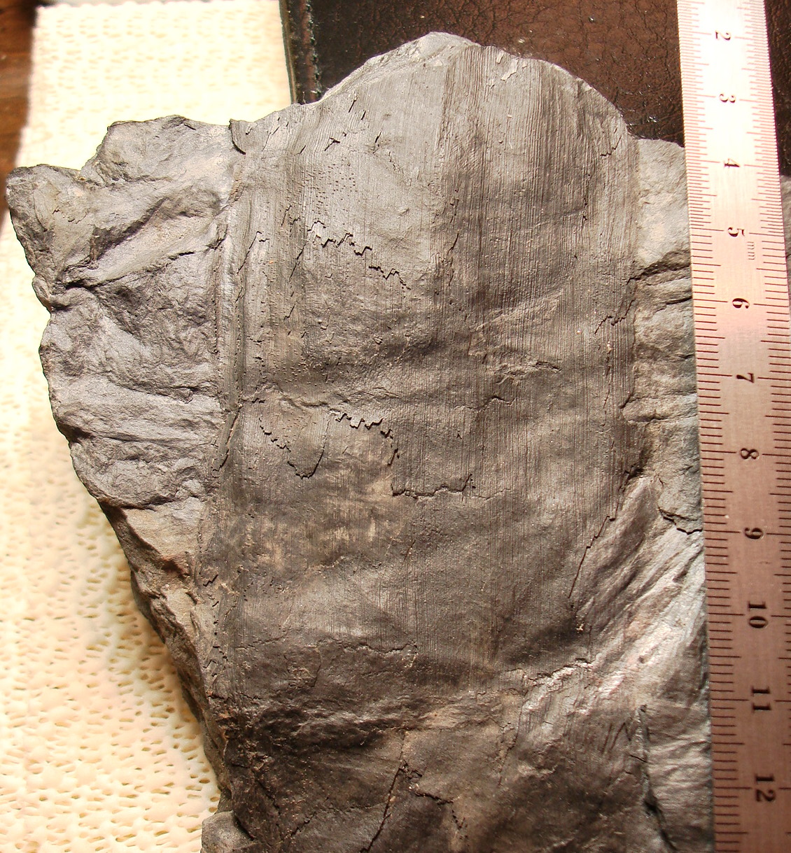 Carboniferous Plants - Fossil ID - The Fossil Forum