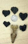 Searobin Skull Plates Member Collections The Fossil Forum searobin-skull-plates-member-collections-the-fossil-forum