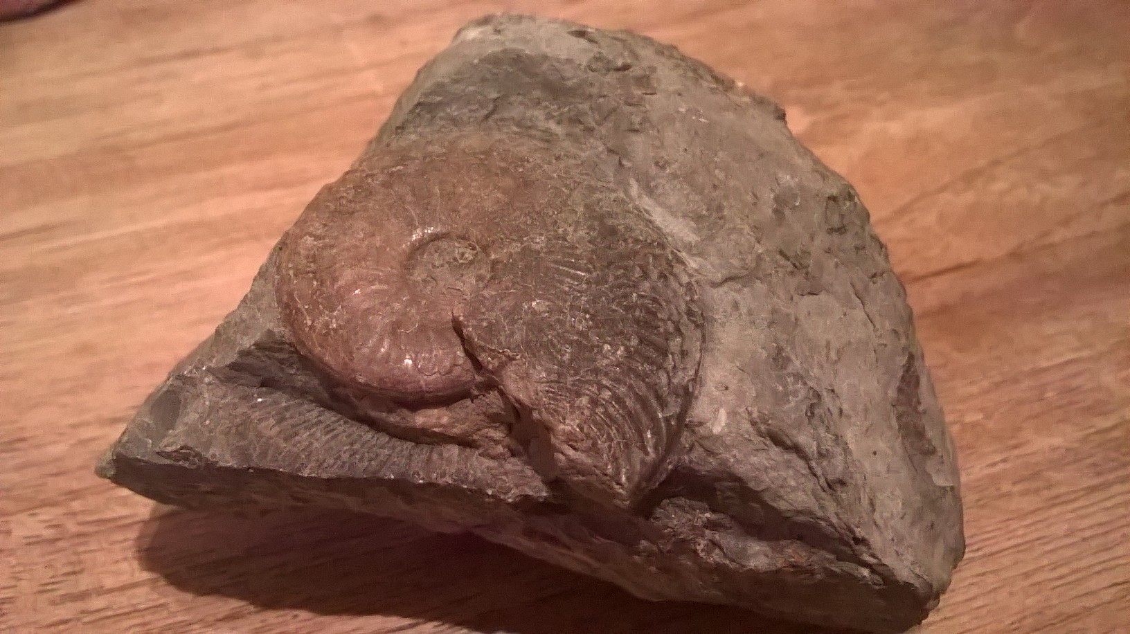 Old Codgers Fossil - Fossil ID - The Fossil Forum