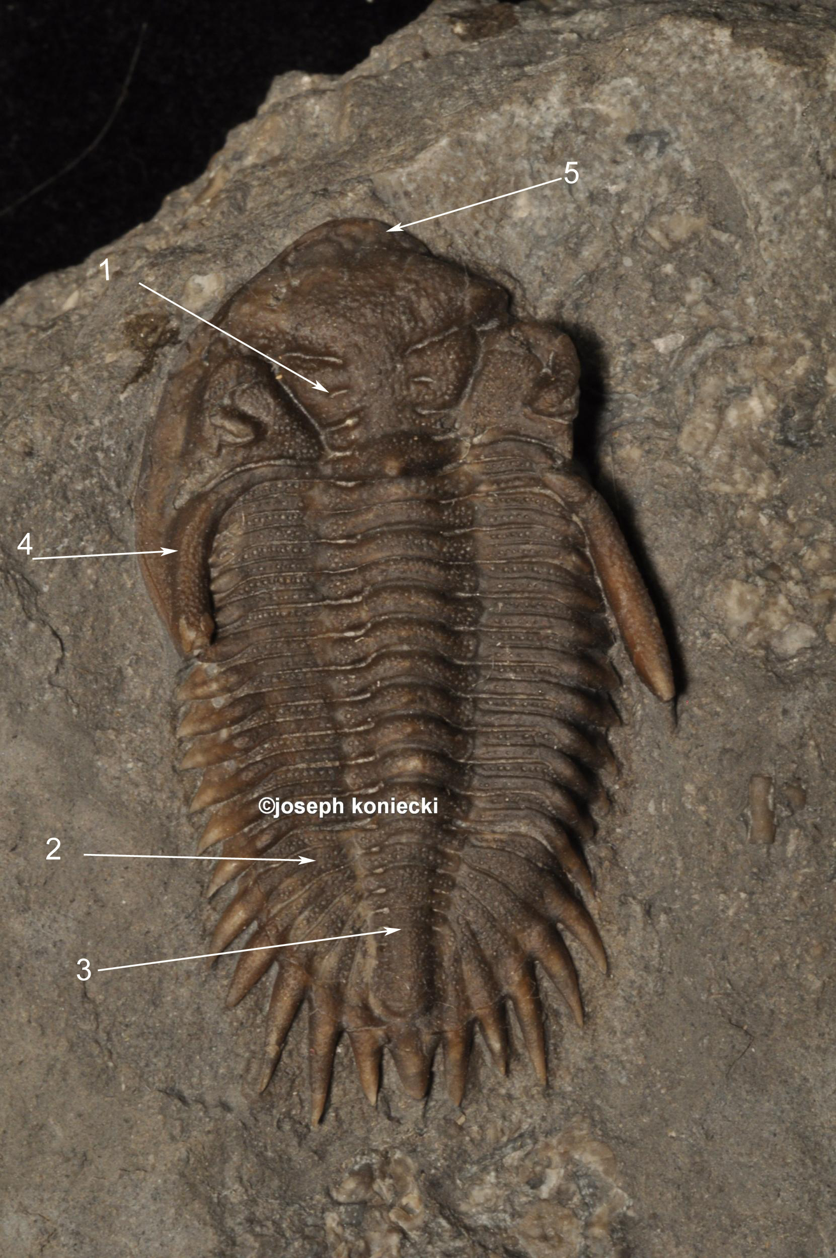 Alpena, Michigan Trilobite - Fossil ID - The Fossil Forum