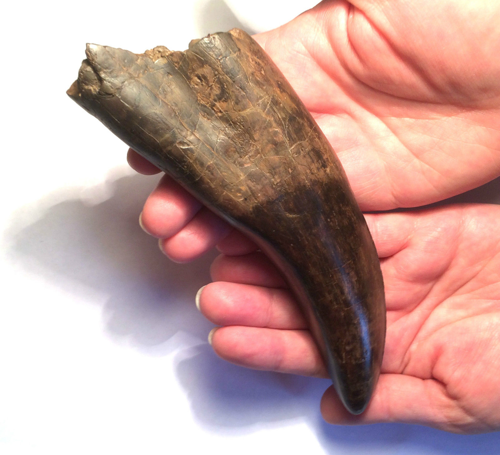 Authentic t rex tooth sale