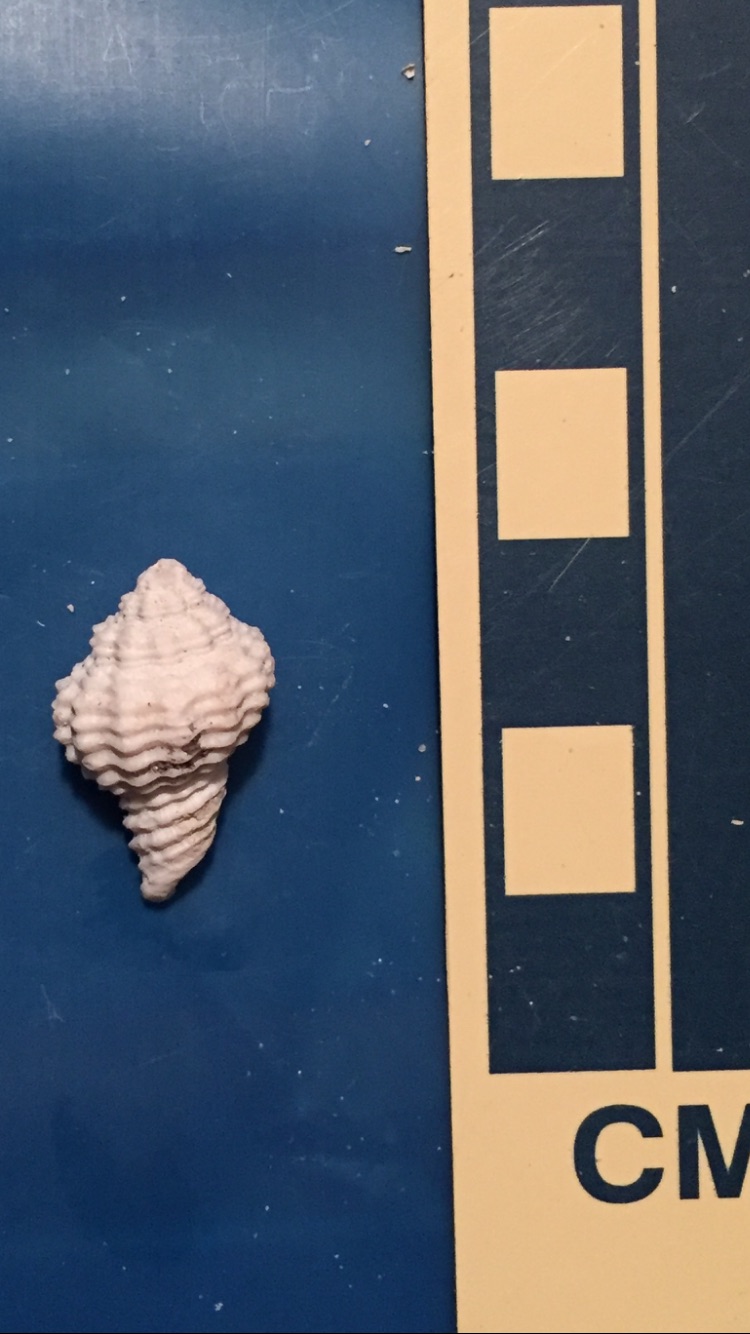 Florida Fossil Gastropods - Fossil Hunting Trips - The Fossil Forum
