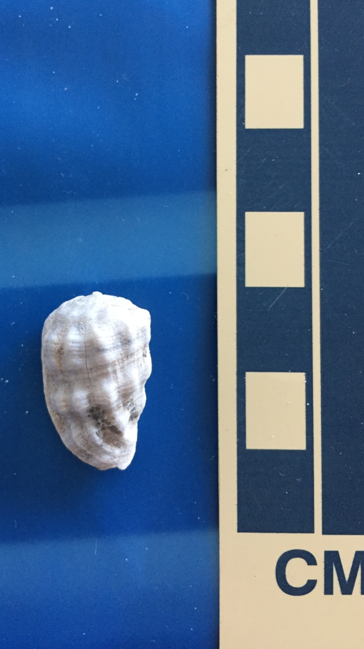 Florida Fossil Gastropods - Fossil Hunting Trips - The Fossil Forum