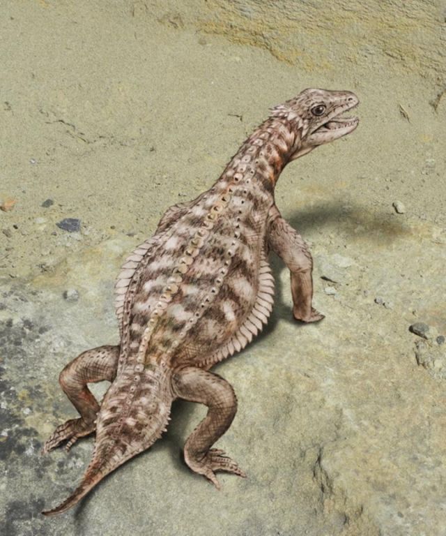 Exceptionally Preserved Lizard Fossil found in Swiss Alps. - Fossil ...
