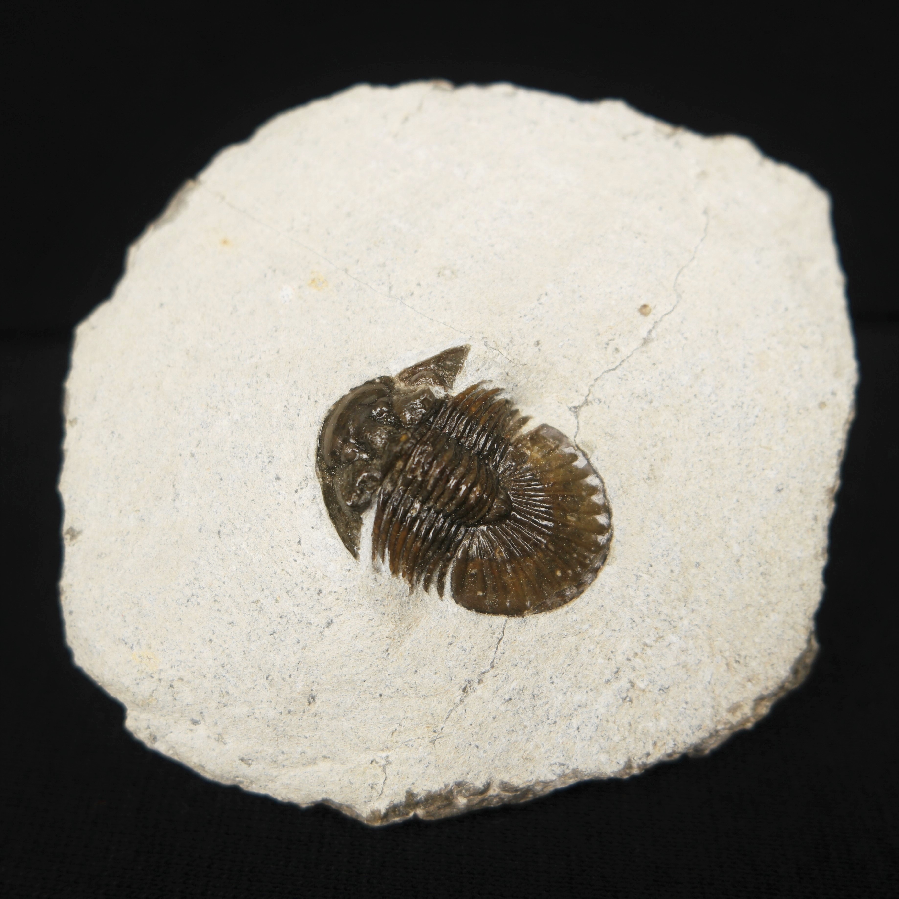 Scabriscutellum? Moroccan Trilobite - Fossil ID - The Fossil Forum