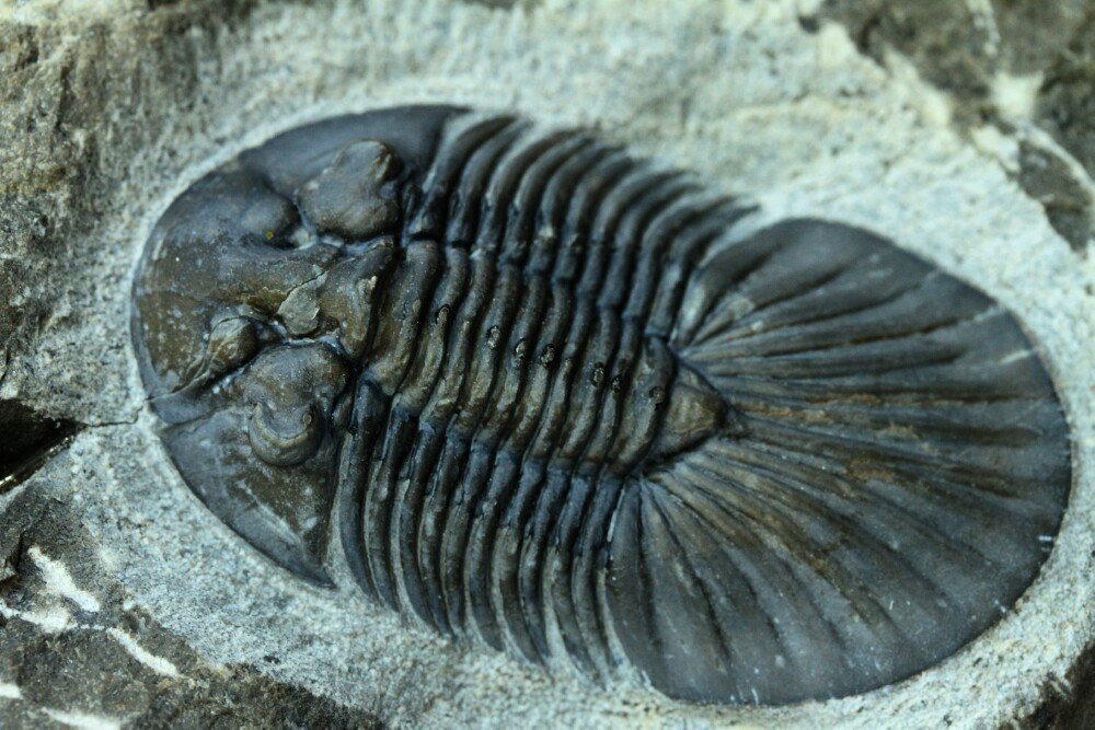 超ビックサイズ！ 　三葉虫 Scabriscutellum furciferum Scabriscutellum? Moroccan Trilobite - Fossil ID - The Fossil Forum