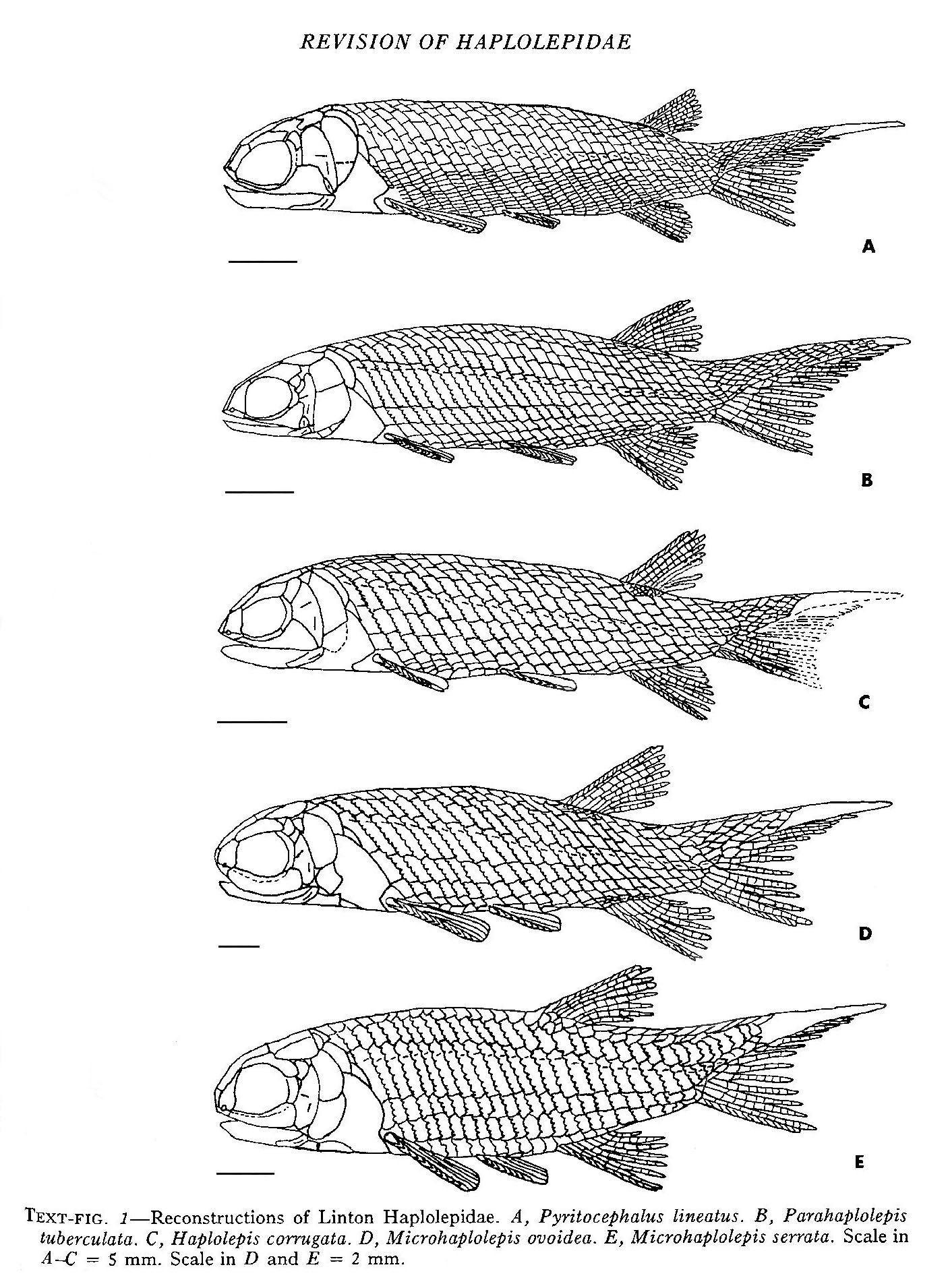 A beauty mini Fish from my favorite old site. - Fossil Hunting Trips ...