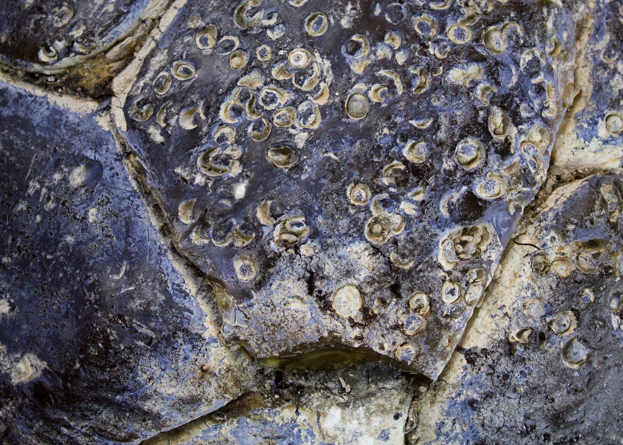 Copal Top Desert