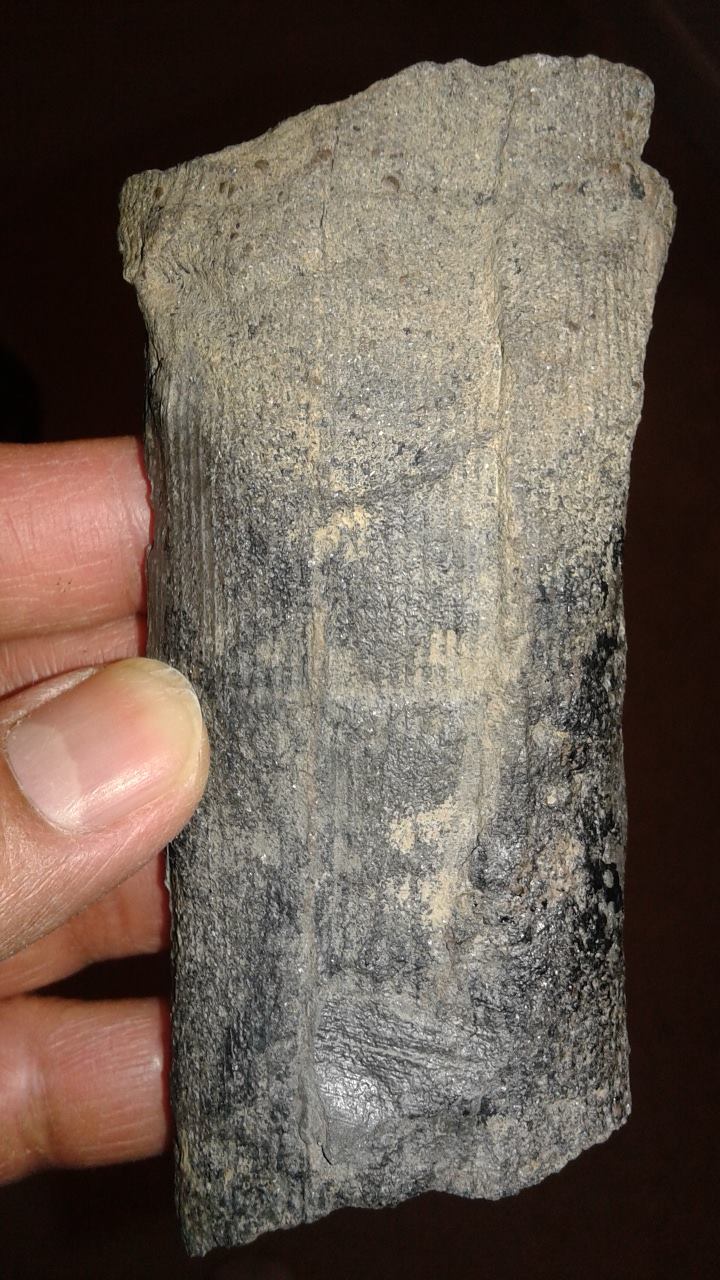 Plant Fossils From Carboniferous Alabama - Fossil Hunting Trips - The Fossil  Forum