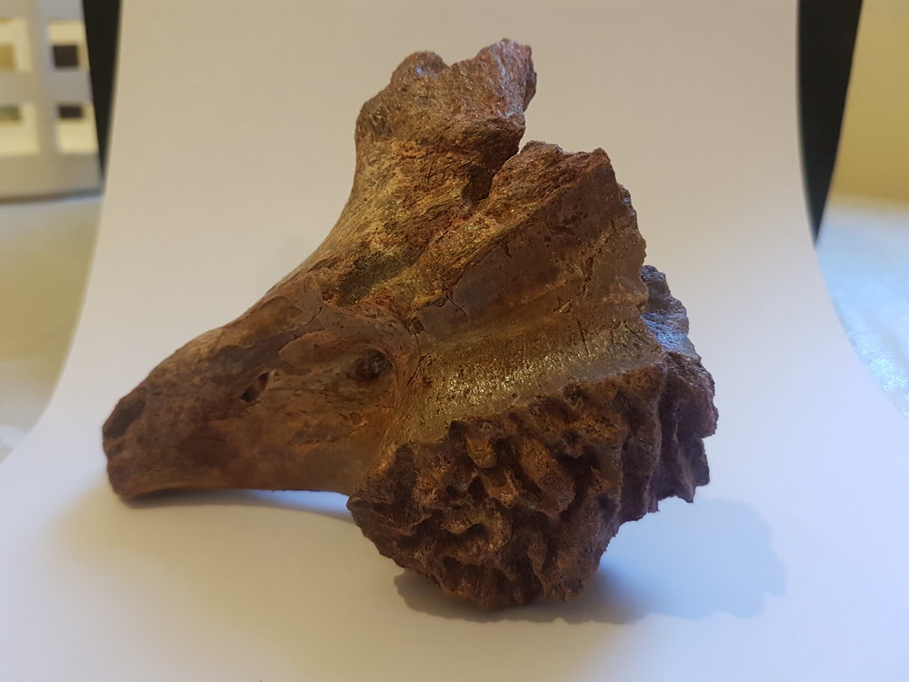 Kem Kem Vertebrae ID Thread - Fossil ID - The Fossil Forum