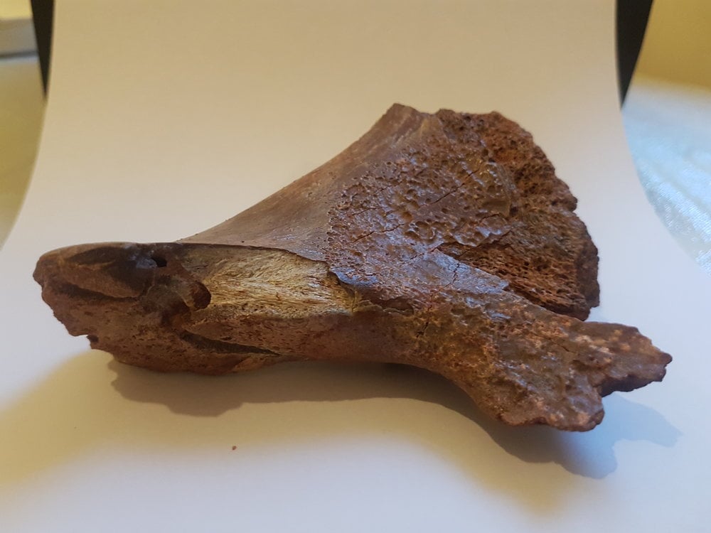 Kem Kem Vertebrae ID Thread - Fossil ID - The Fossil Forum