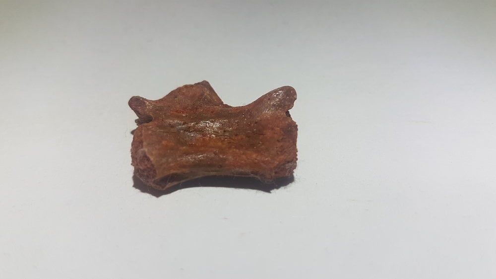 Kem Kem Vertebrae ID Thread - Fossil ID - The Fossil Forum
