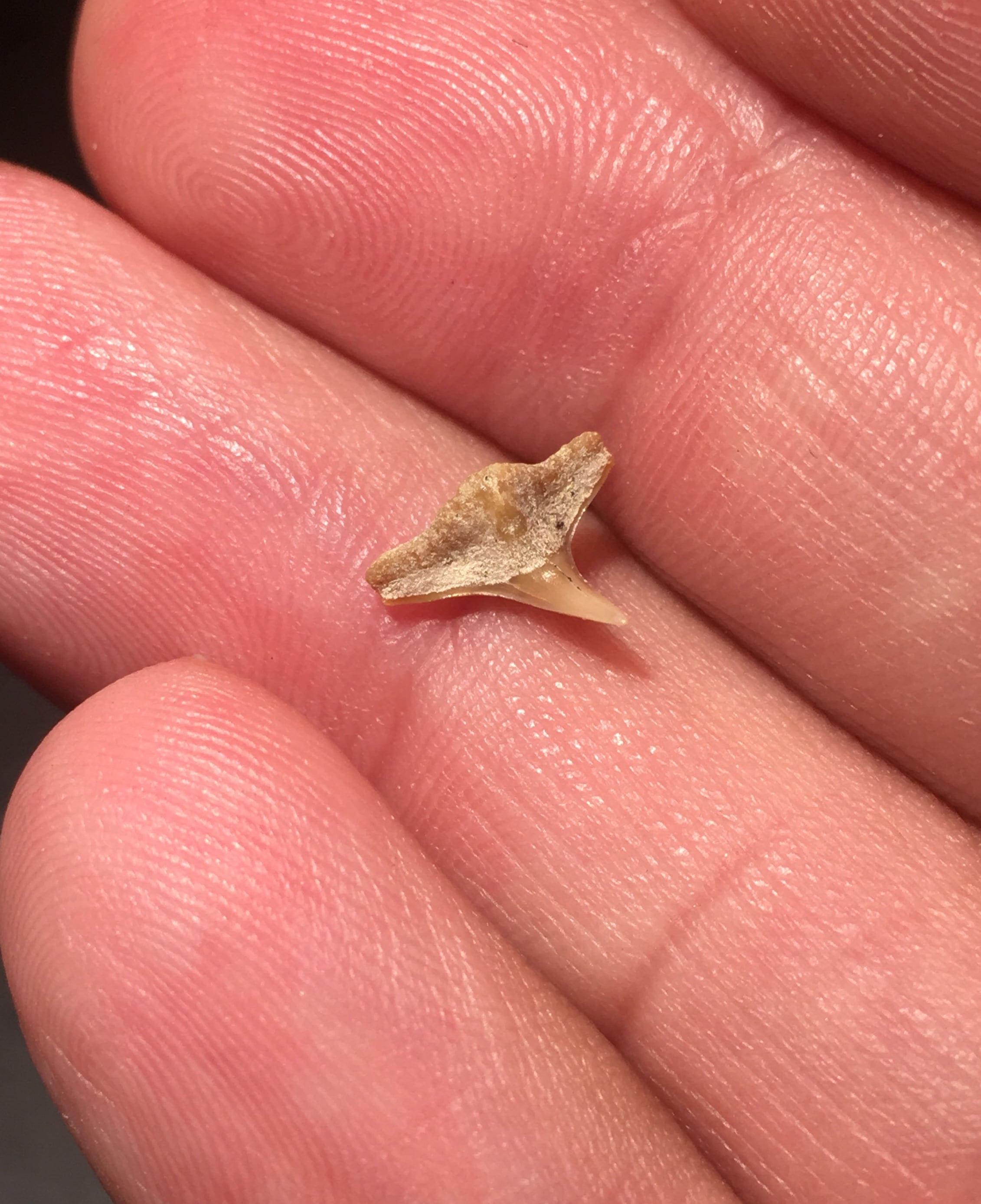 angel-shark-teeth-fossil-hunting-trips-the-fossil-forum