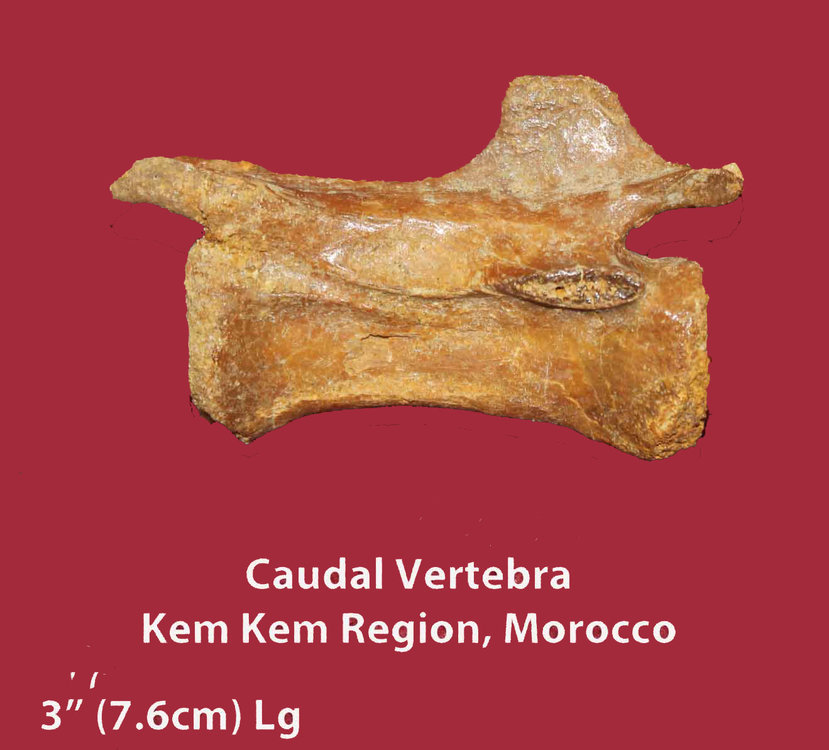 Kem Kem Vertebrae ID Thread - Fossil ID - The Fossil Forum