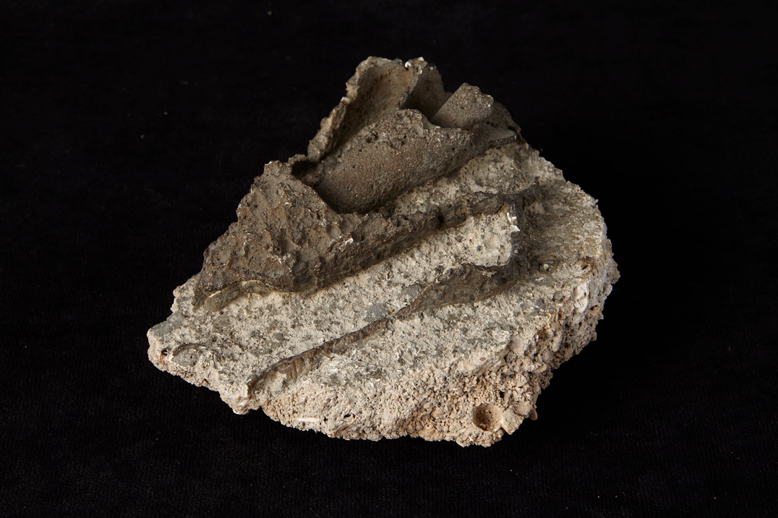 A Real Igneous Fossil Fossil ID The Fossil Forum a-real-igneous-fossil-fossil-id-the-fossil-forum