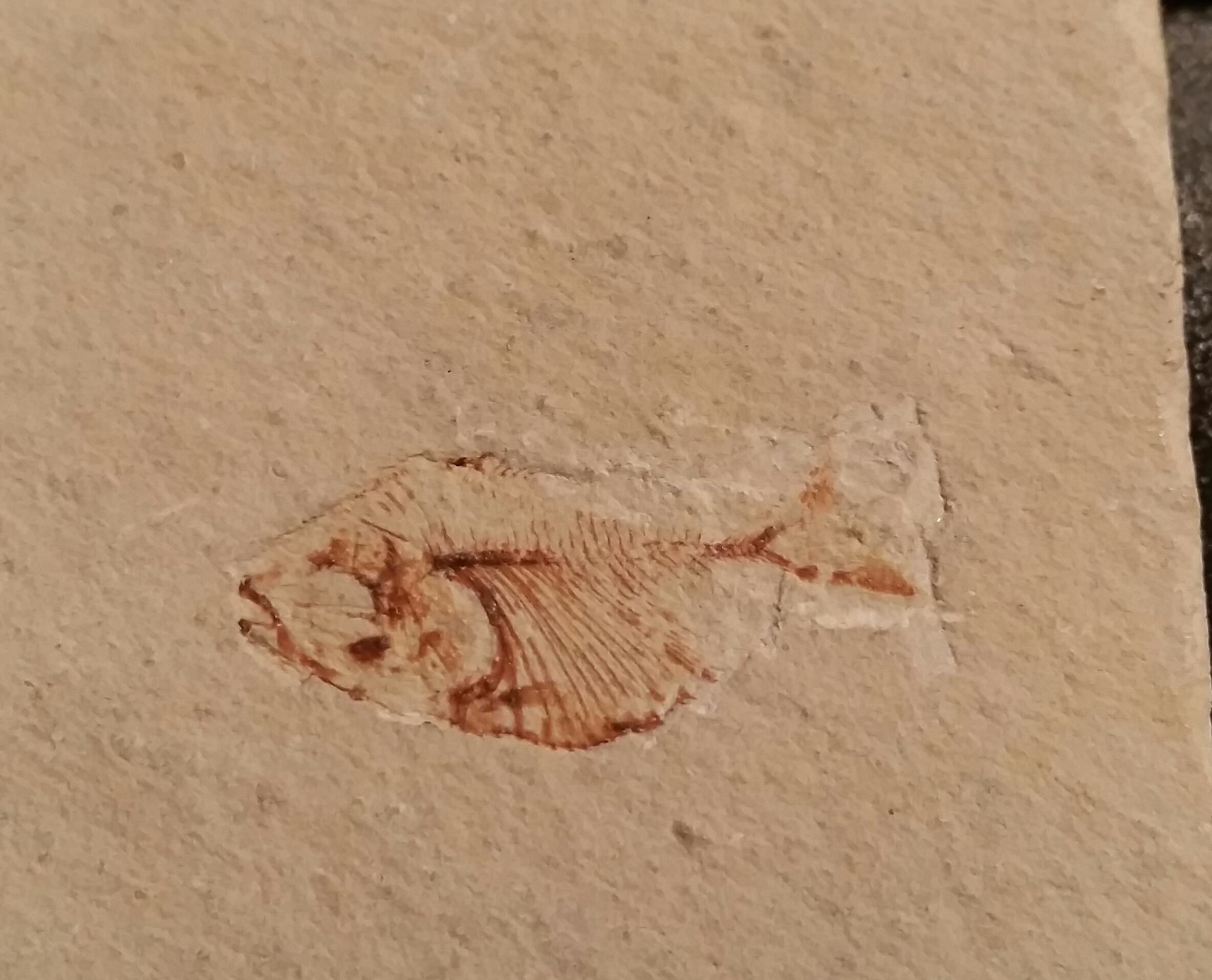 Little teeny weeny tiny fossil fish!!! - Member Collections - The ...