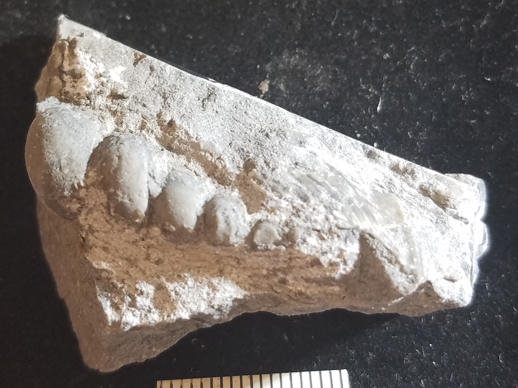 Conispiral gastropod Silica Shale (UPDATE) - Fossil ID - The Fossil Forum