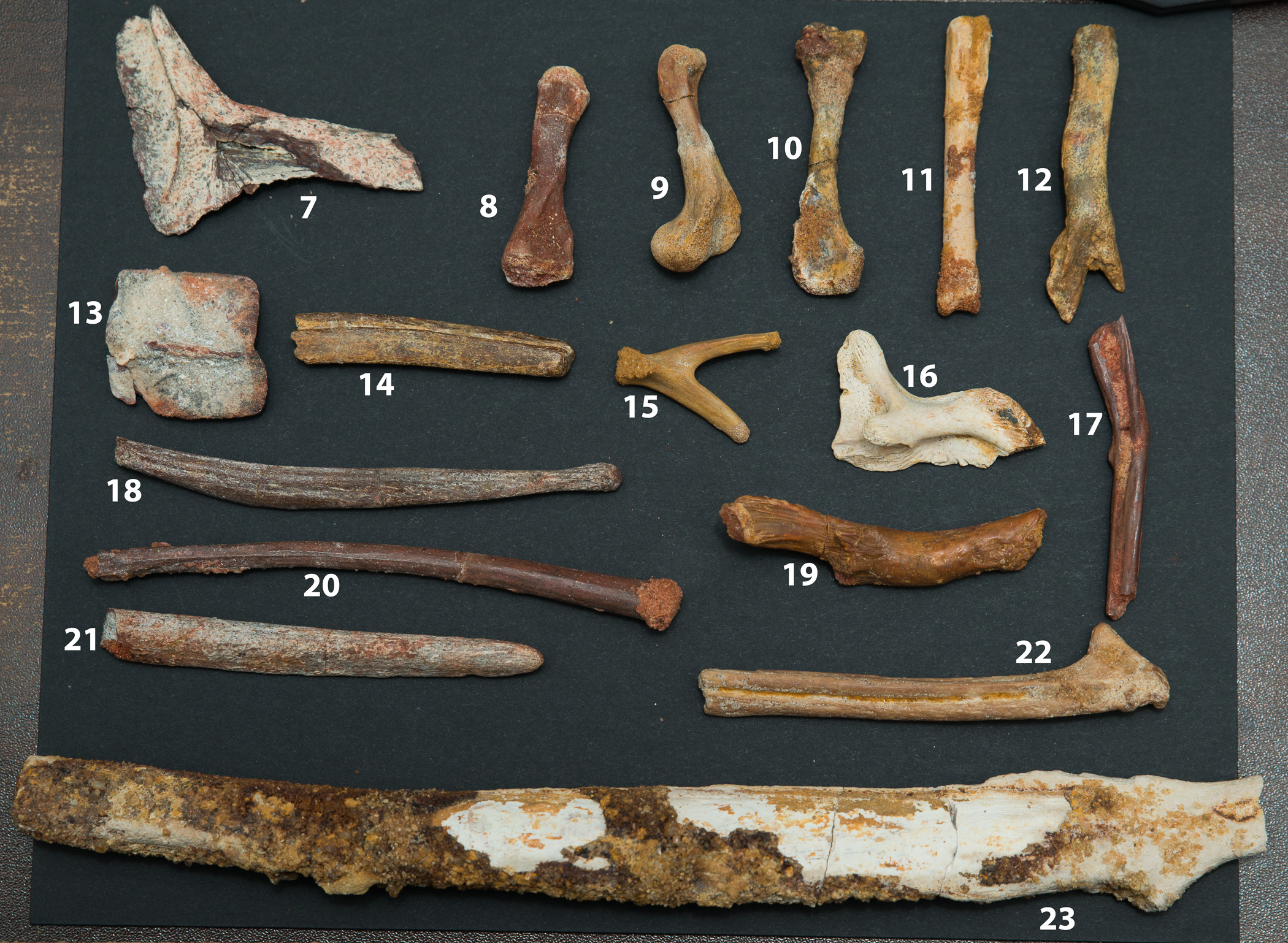 Kem Kem bones - Fossil ID - The Fossil Forum