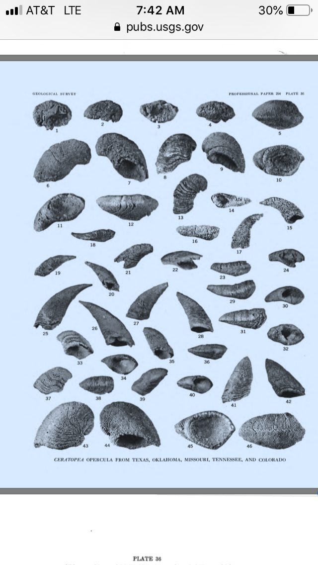 Operculum to an unknown Gastropods? - Fossil ID - The Fossil Forum