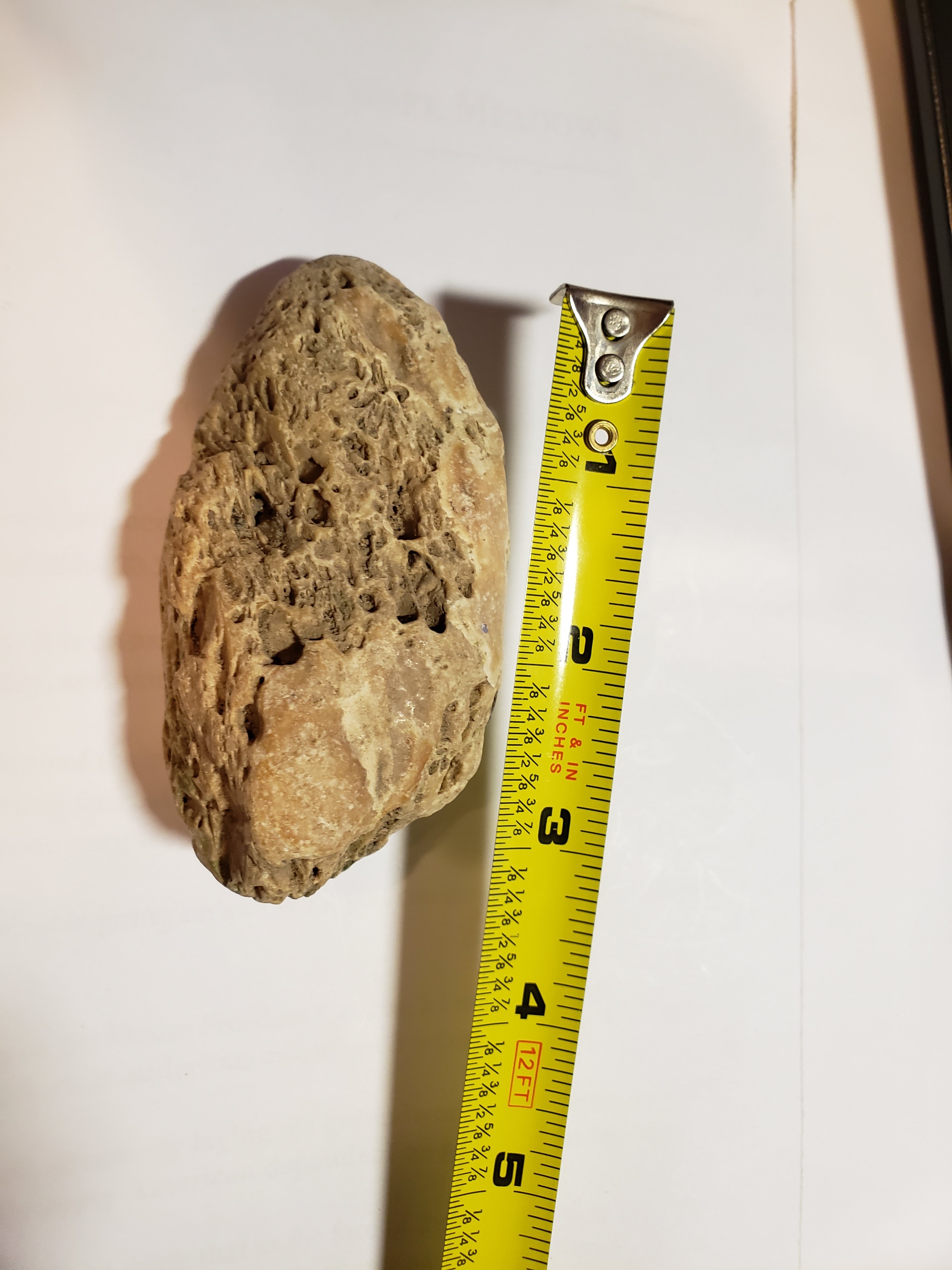 Lizard embryo? - Fossil ID - The Fossil Forum
