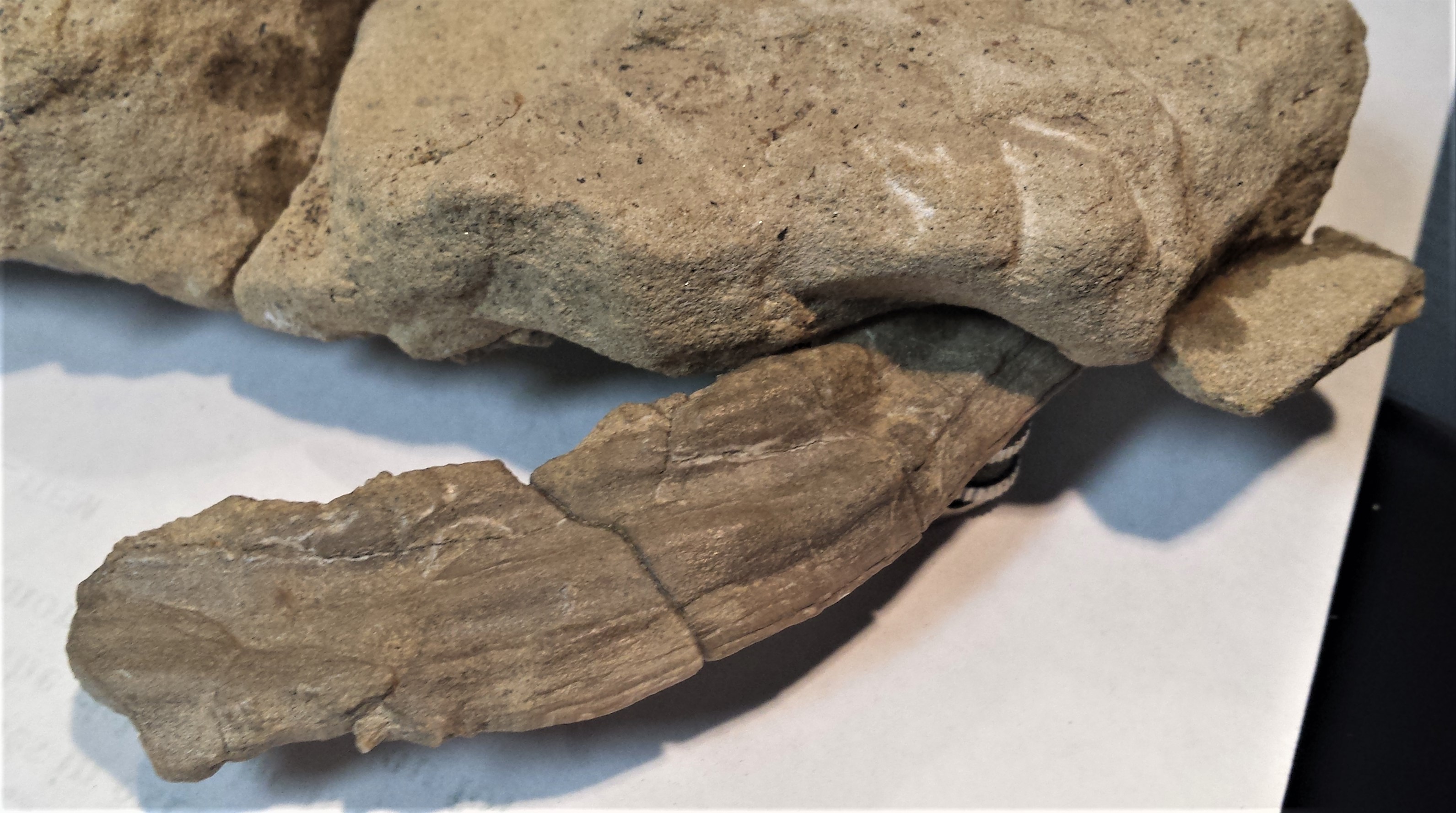 Turtle shell? - Fossil ID - The Fossil Forum