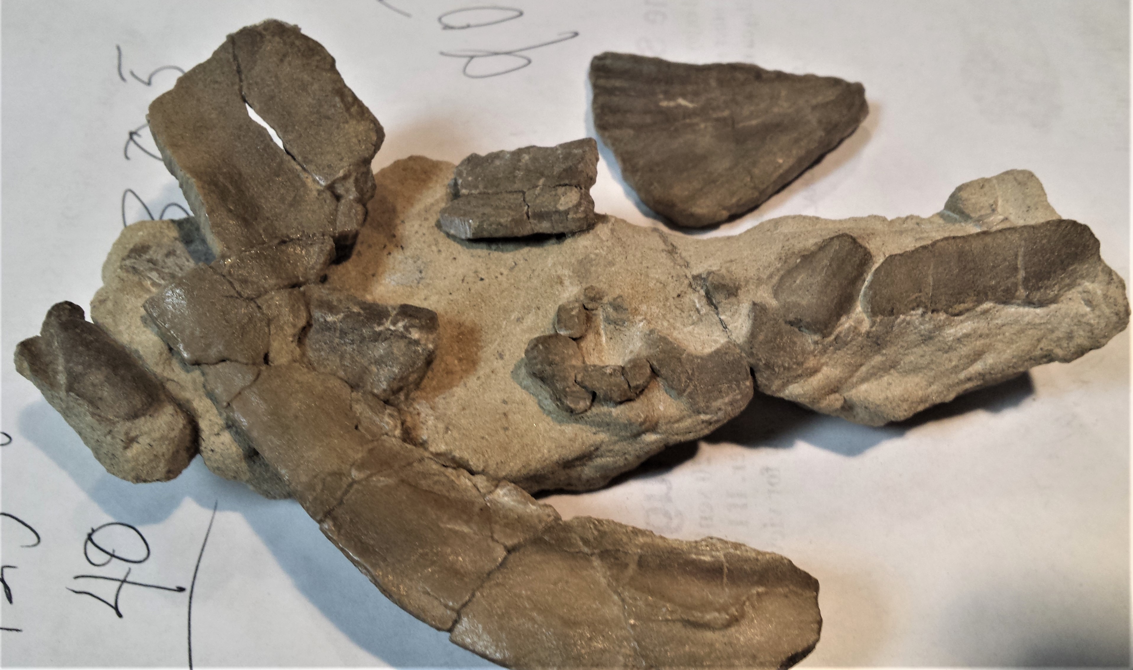 Turtle shell? - Fossil ID - The Fossil Forum