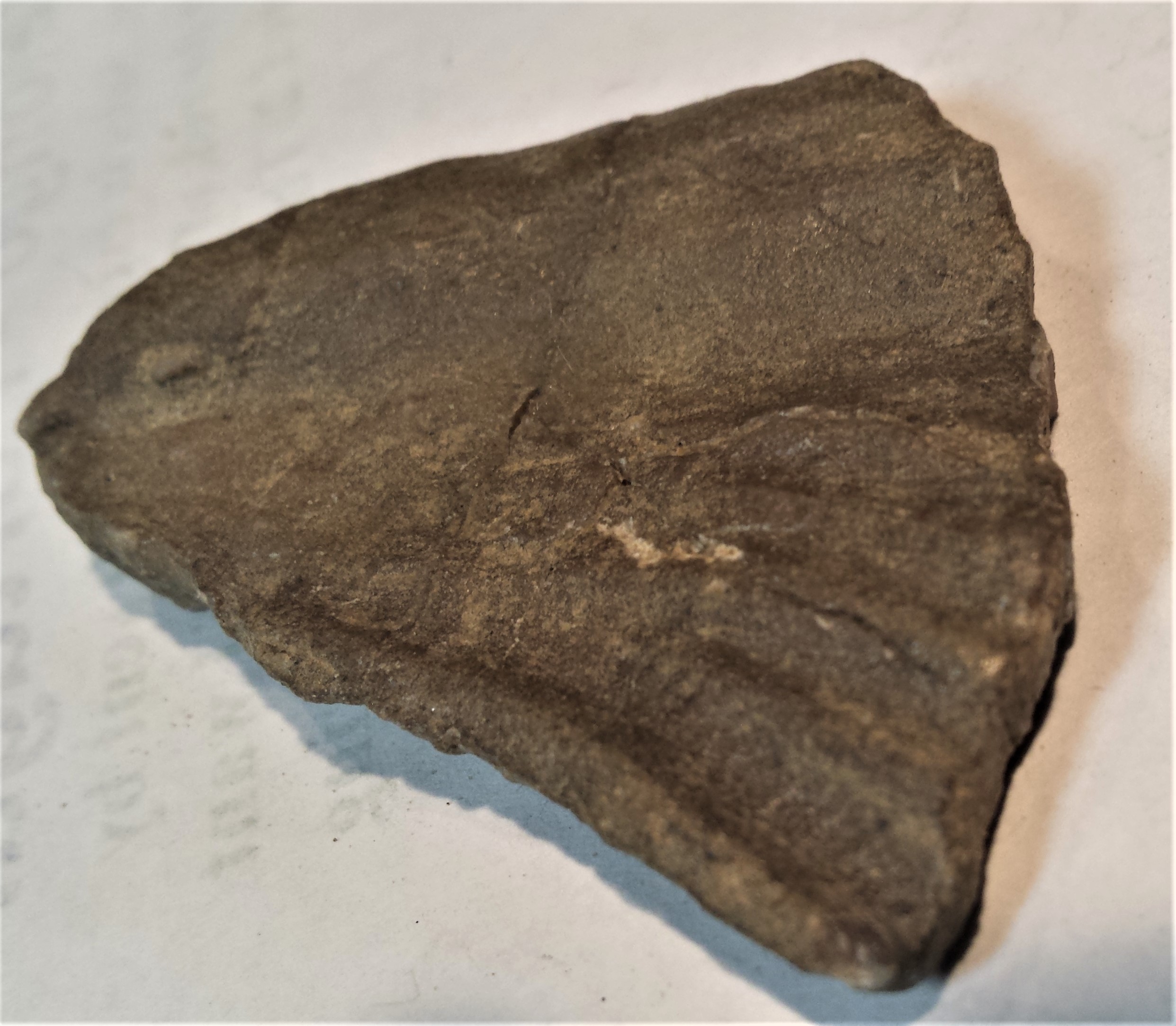Turtle shell? - Fossil ID - The Fossil Forum