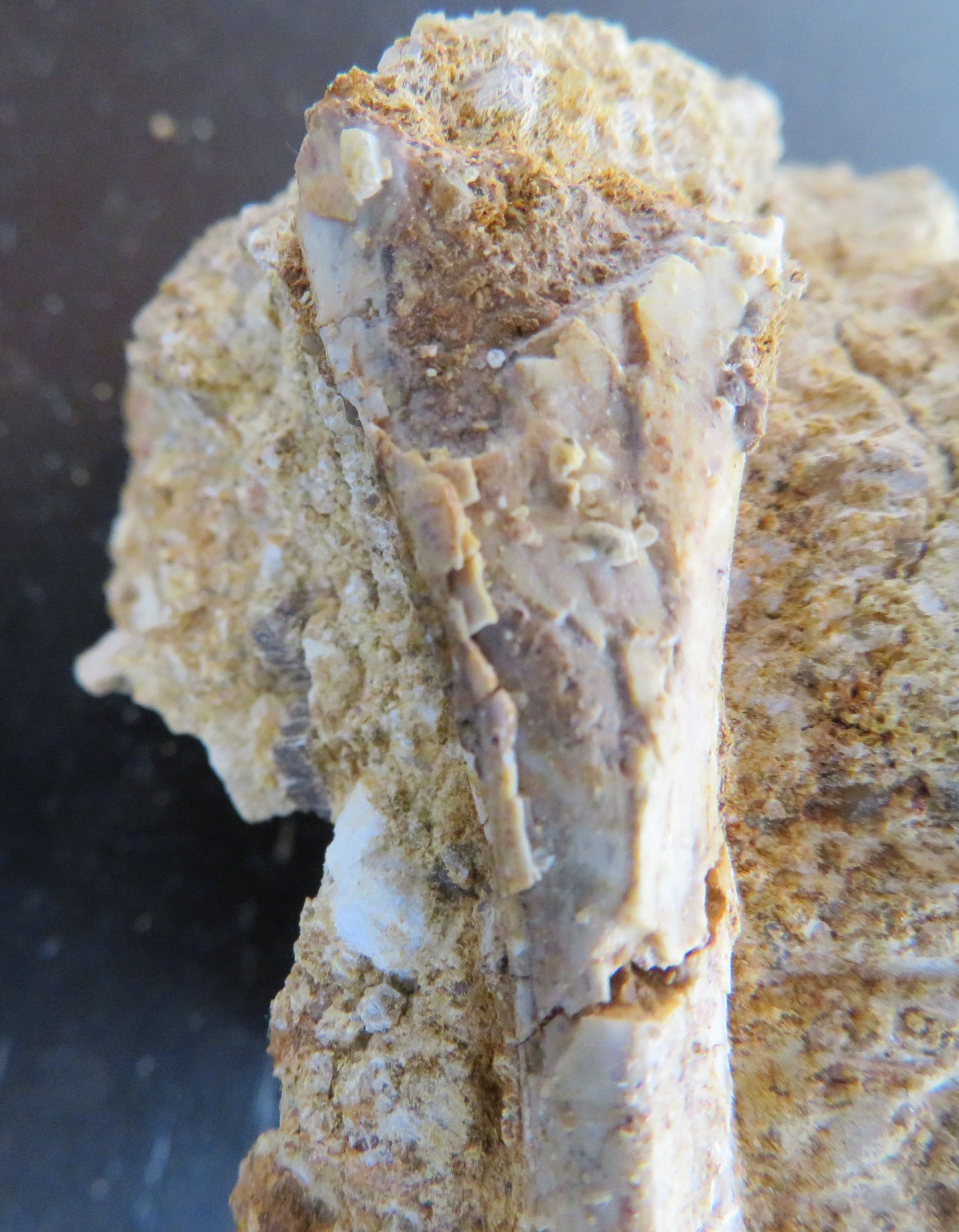 3 Bones - cretaceous - ID - Fossil ID - The Fossil Forum