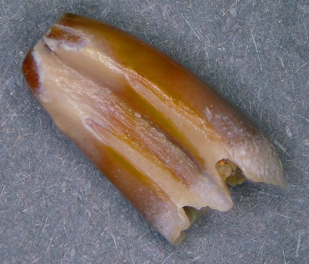 Gopher? Go figure! - Fossil Hunting Trips - The Fossil Forum