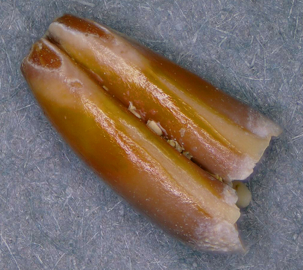 Gopher? Go figure! - Fossil Hunting Trips - The Fossil Forum