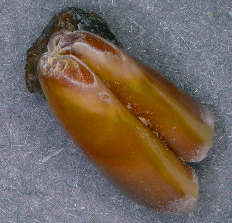 Gopher? Go figure! - Fossil Hunting Trips - The Fossil Forum