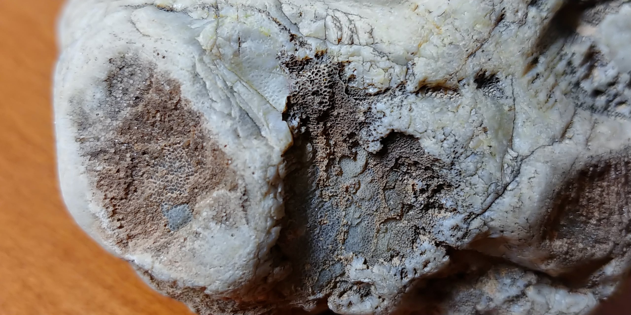Arizona Coral? - Fossil ID - The Fossil Forum