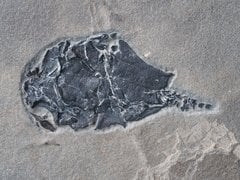 ミレロステウス（Millerosteus minor）化石 Millerosteus minor Miller, 1858 - Member Collections - The Fossil