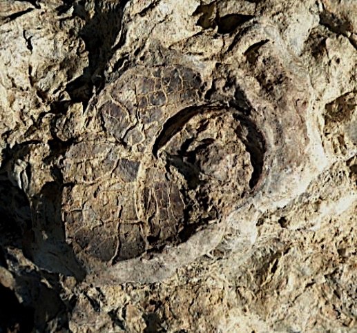 limestone shelf - Fossil ID - The Fossil Forum