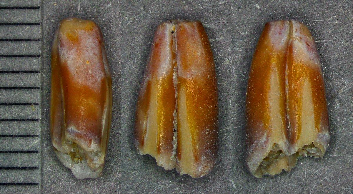 Gopher? Go figure! - Fossil Hunting Trips - The Fossil Forum