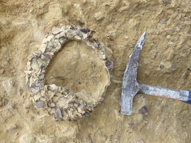 C2T Ranch - Kansas - Fossil Hunting Trips - The Fossil Forum