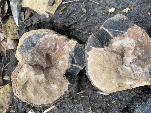 C2T Ranch - Kansas - Fossil Hunting Trips - The Fossil Forum