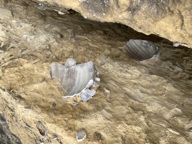 C2T Ranch - Kansas - Page 2 - Fossil Hunting Trips - The Fossil Forum