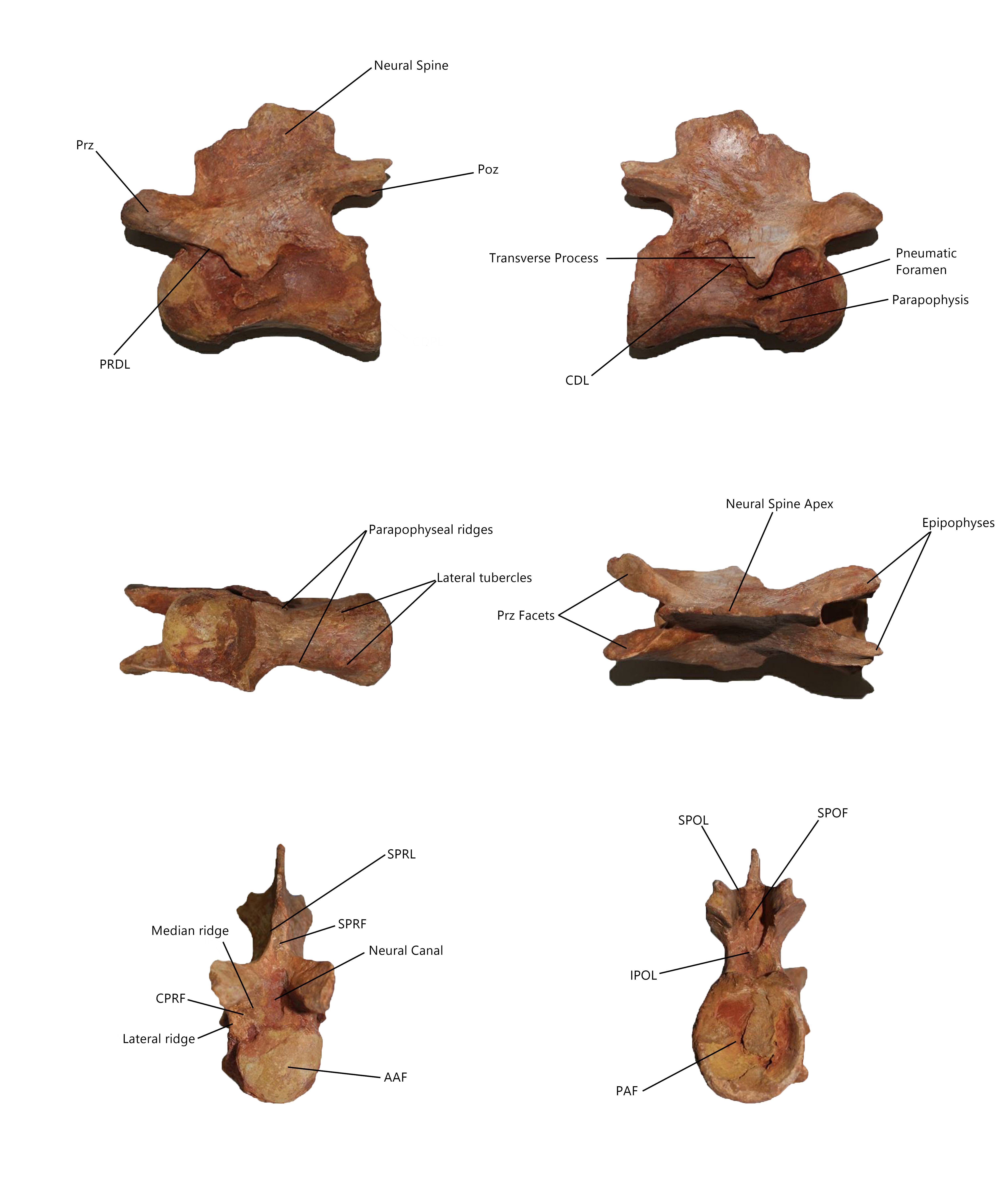 A guide for the identification of Spinosaurine vertebrae from the