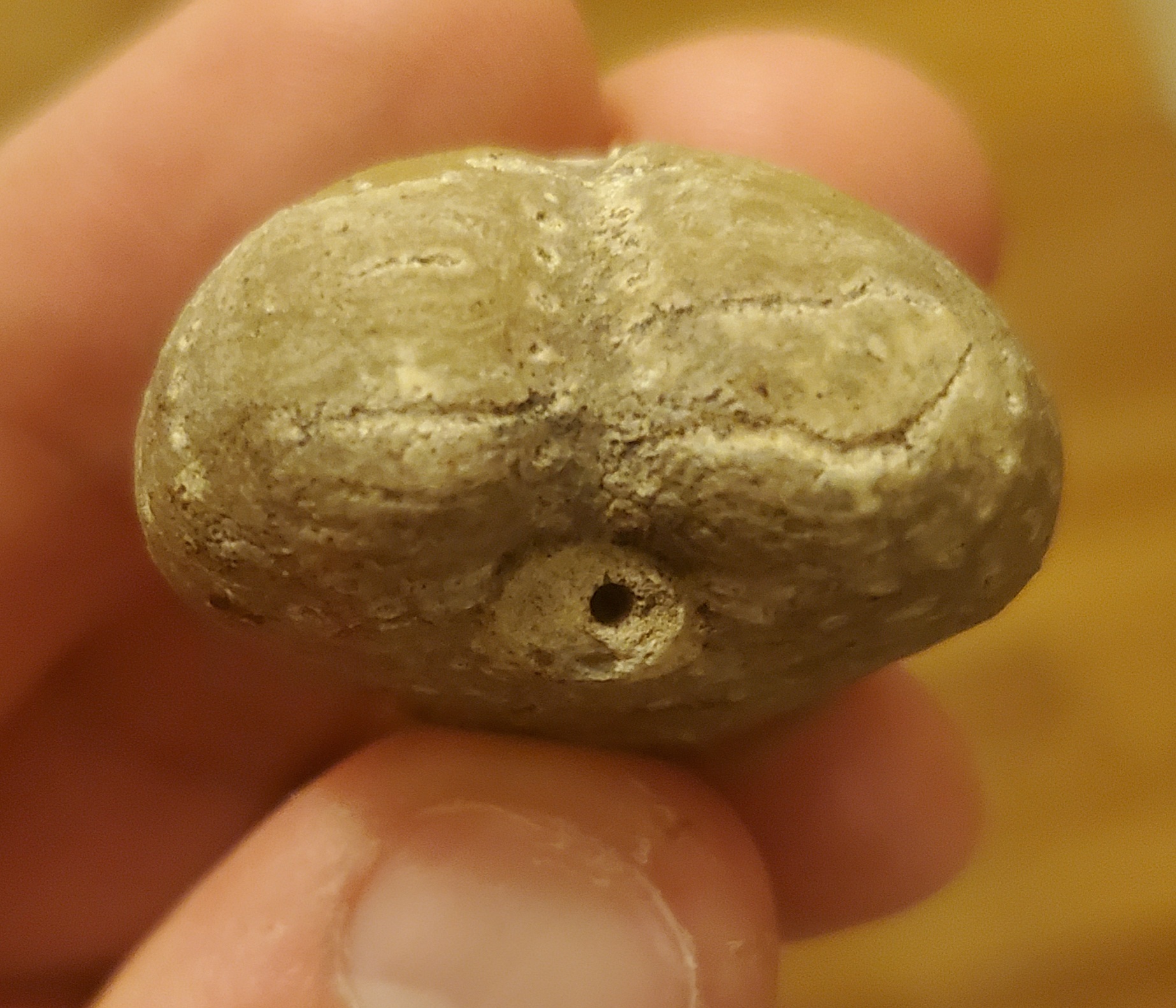 Echinoid Loire Valley France age Species Fossil ID The Fossil echinoid-loire-valley-france-age-species-fossil-id-the-fossil