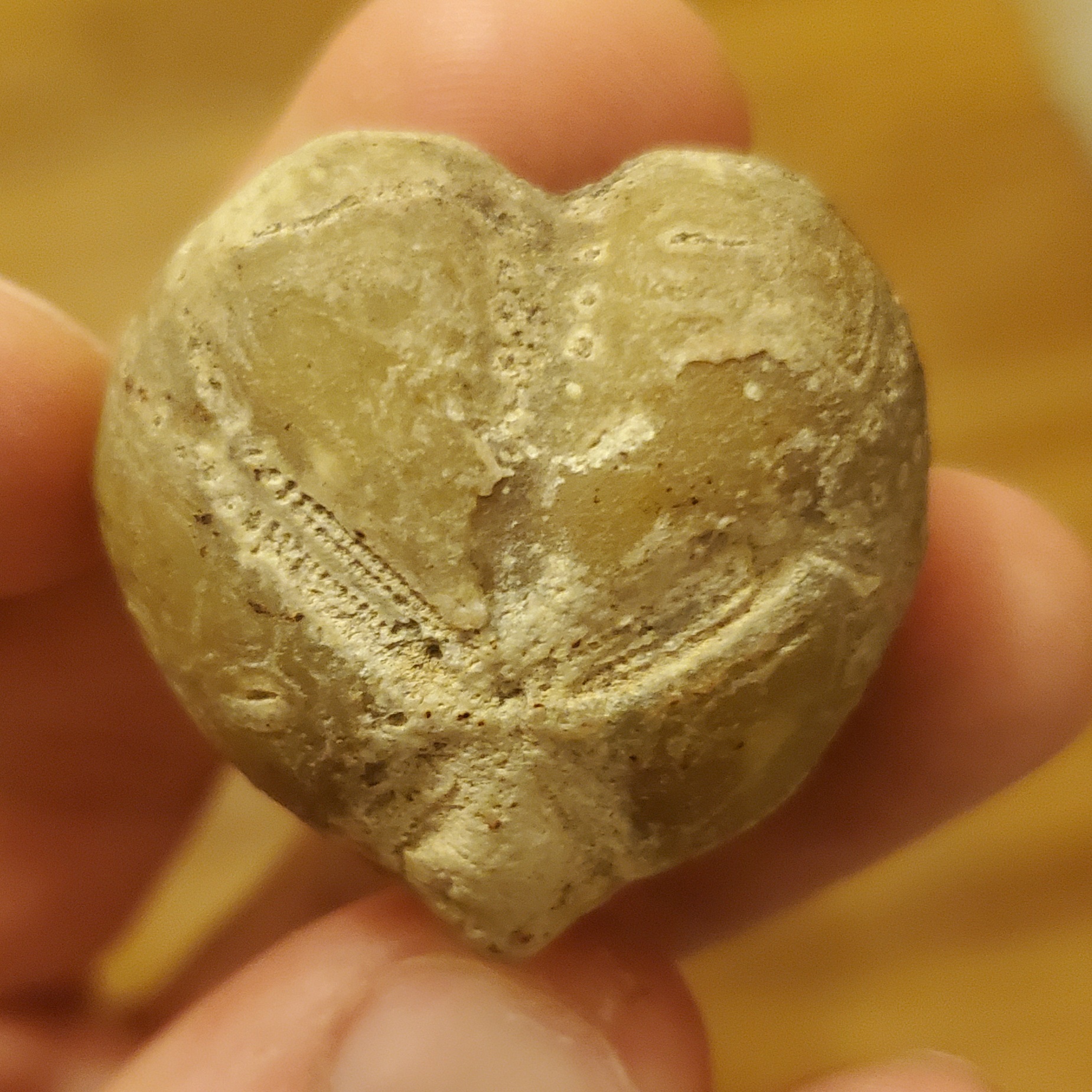 Echinoid Loire Valley France age Species Fossil ID The Fossil echinoid-loire-valley-france-age-species-fossil-id-the-fossil