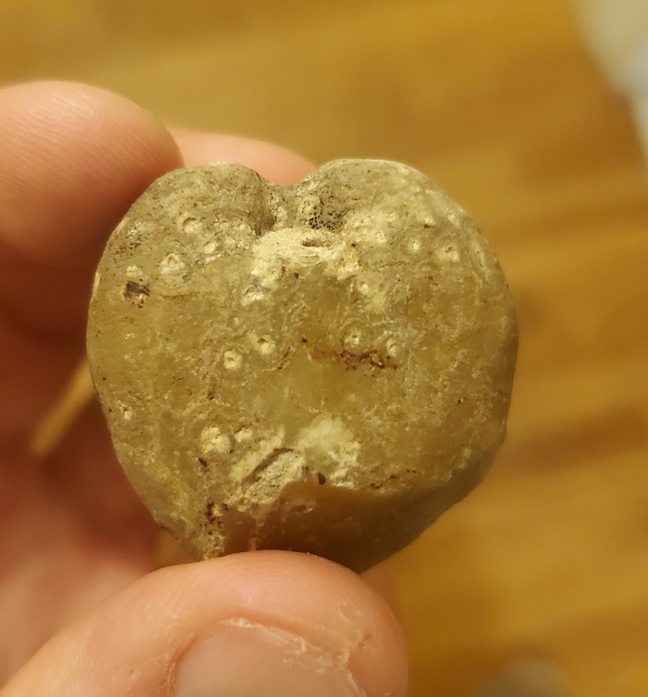 Echinoid Loire Valley France age Species Fossil ID The Fossil echinoid-loire-valley-france-age-species-fossil-id-the-fossil
