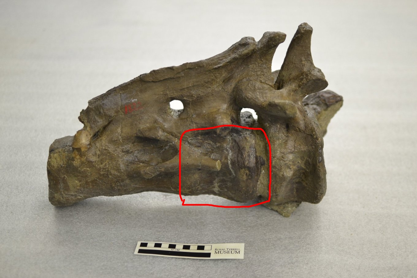 Big Hell Creek bone - a bit of a mystery - Fossil ID - The Fossil