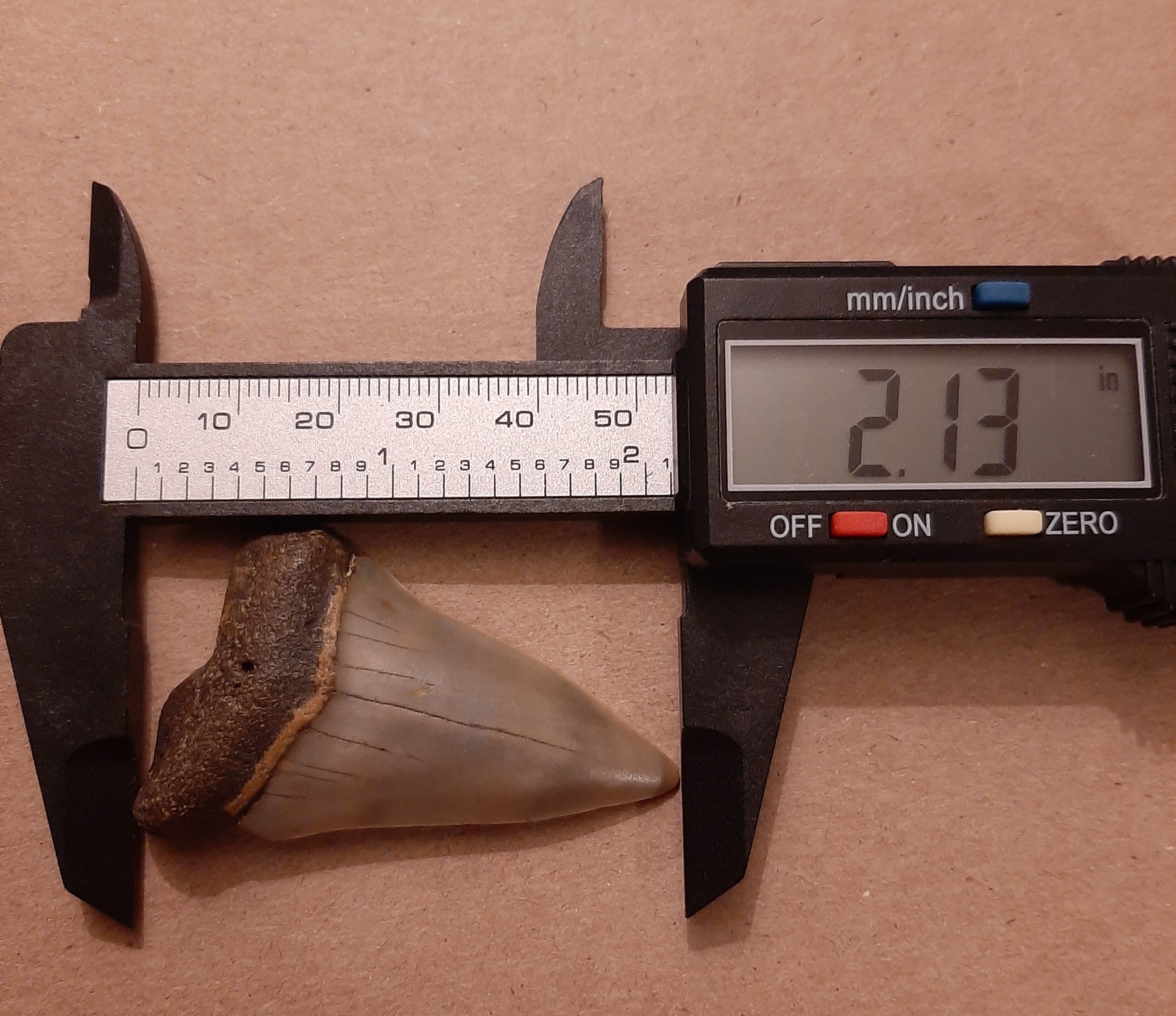 SUPREME QUALITY 1.65 INCH FOSSIL SHARK TOOTH OF A ISURUS HASTALIS MAKO Shark From California Sharktooth Hill Sth058