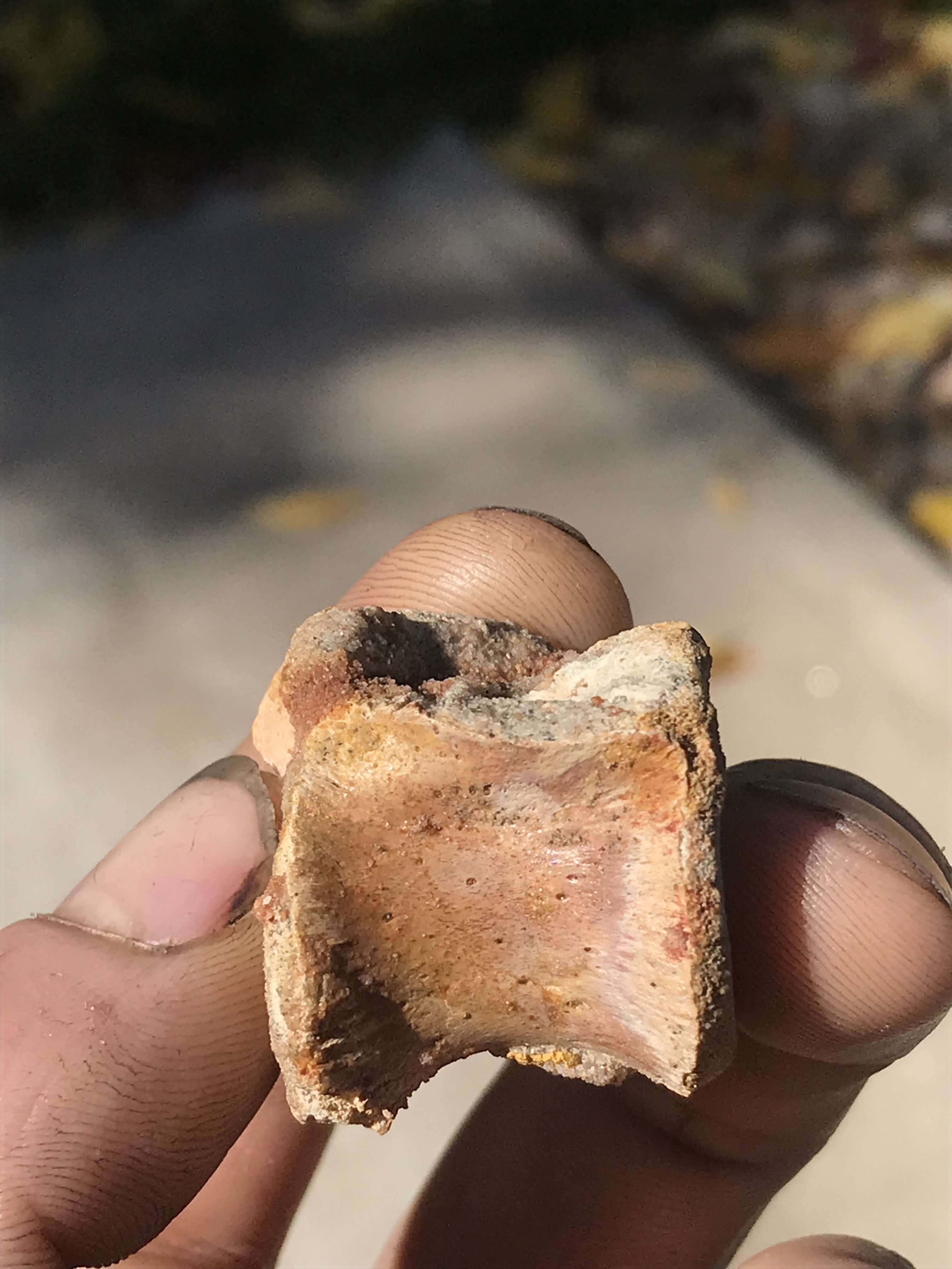 Kem Kem vertebra - Fossil ID - The Fossil Forum
