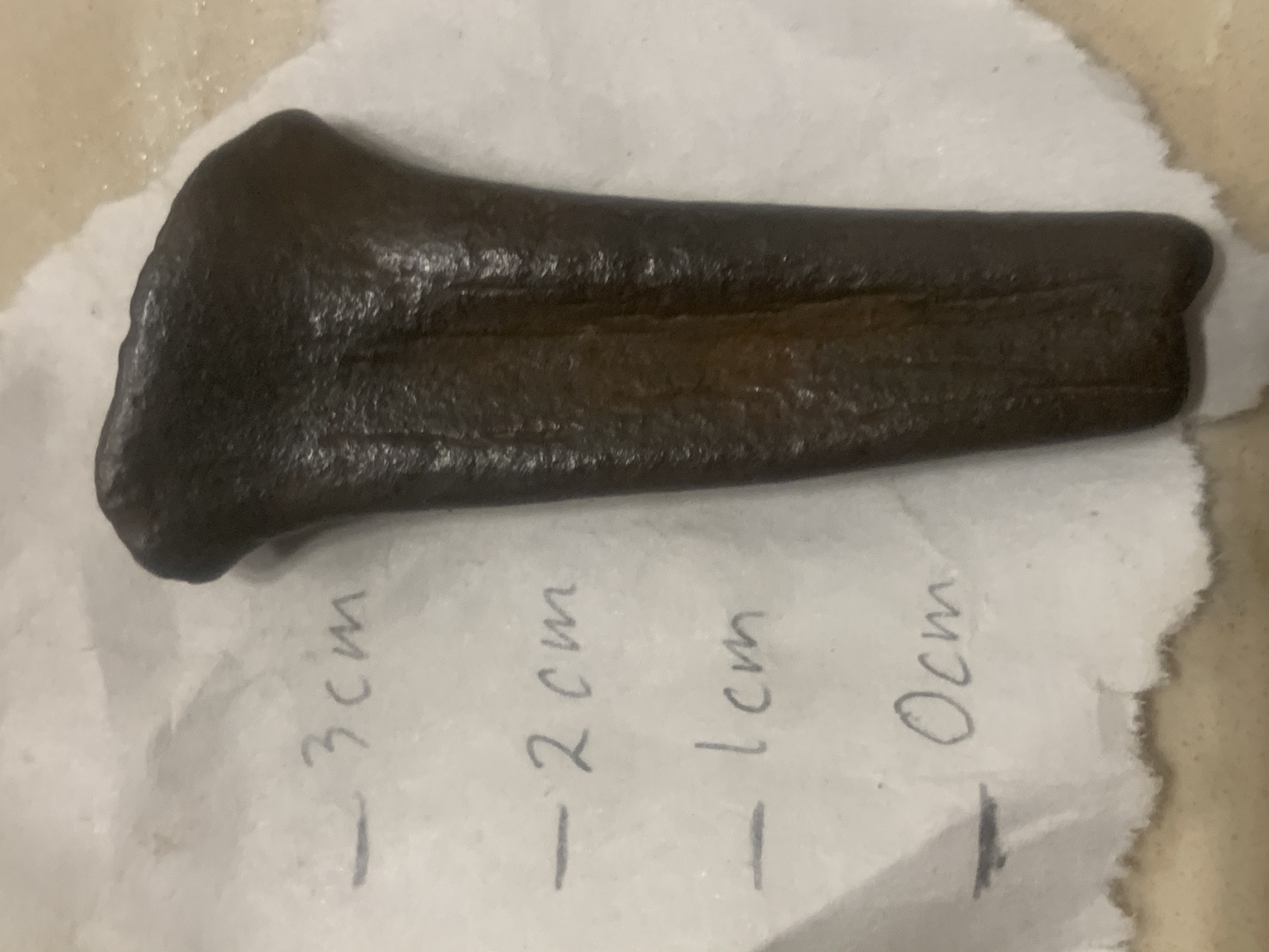 Unknown Cretaceous limb bone from eastern North Carolina - Fossil ID ...