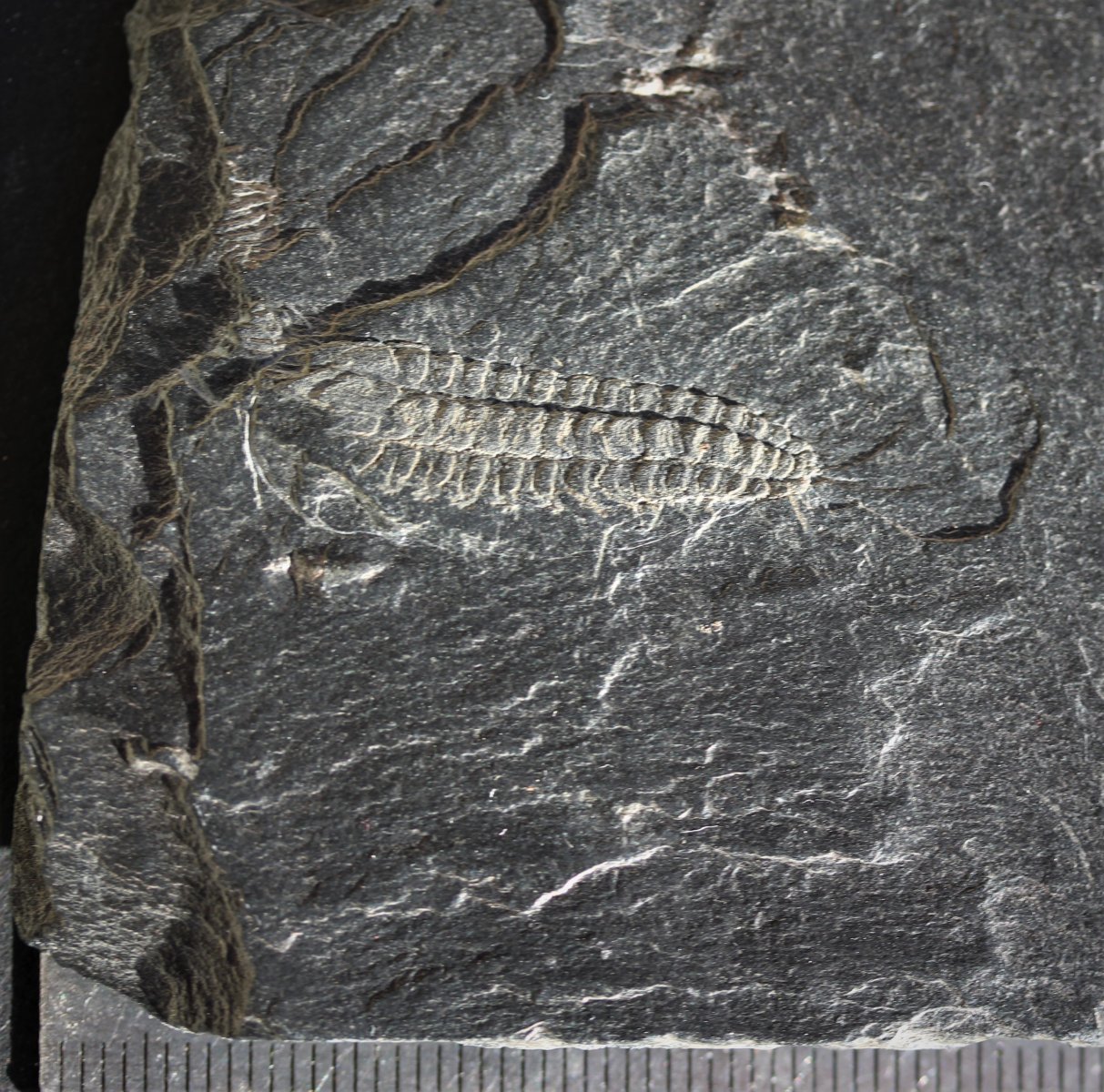 Chotecops ferdinandi (Kayser 1880) lower devonian Bundenbach